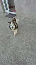 FRIEDERIKE, Hund, Welsh Corgi Cardigan-Mix in Berlin - Bild 8