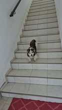 FRIEDERIKE, Hund, Welsh Corgi Cardigan-Mix in Berlin - Bild 9