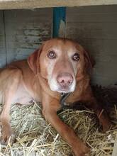 BRUNO, Hund, Mischlingshund in Ungarn - Bild 1