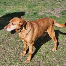 BRUNO, Hund, Mischlingshund in Ungarn - Bild 2