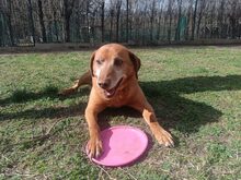 BRUNO, Hund, Mischlingshund in Ungarn - Bild 3