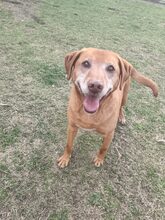 BRUNO, Hund, Mischlingshund in Ungarn - Bild 4