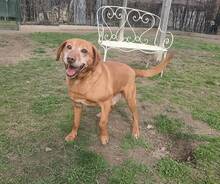 BRUNO, Hund, Mischlingshund in Ungarn - Bild 6