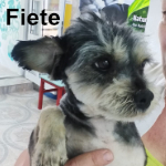 FIETE, Hund, Bichon Maltais in Rumänien - Bild 1