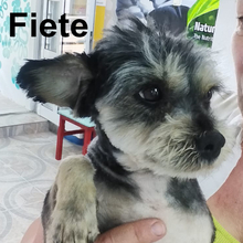 FIETE, Hund, Bichon Maltais in Rumänien - Bild 2
