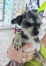 FIETE, Hund, Bichon Maltais in Rumänien - Bild 3