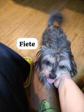 FIETE, Hund, Bichon Maltais in Rumänien - Bild 4
