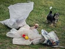 FIETE, Hund, Bichon Maltais in Rumänien - Bild 6