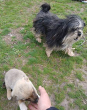 FIETE, Hund, Bichon Maltais in Rumänien - Bild 7