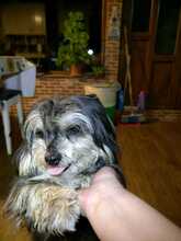 FIETE, Hund, Bichon Maltais in Rumänien - Bild 8
