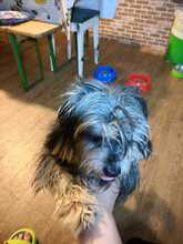 FIETE, Hund, Bichon Maltais in Rumänien - Bild 9