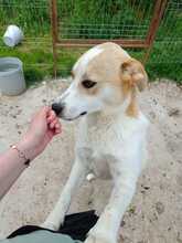 SINA, Hund, Mischlingshund in Rumänien - Bild 3