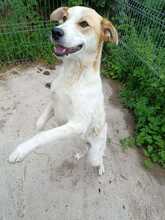 SINA, Hund, Mischlingshund in Rumänien - Bild 8