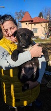 STELLA, Hund, Mischlingshund in Rumänien - Bild 1
