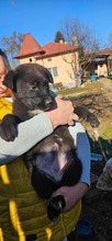 STELLA, Hund, Mischlingshund in Rumänien - Bild 2