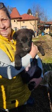 STELLA, Hund, Mischlingshund in Rumänien - Bild 3