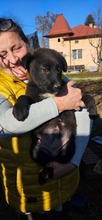 STELLA, Hund, Mischlingshund in Rumänien - Bild 4