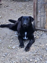 STELLA, Hund, Mischlingshund in Rumänien - Bild 5