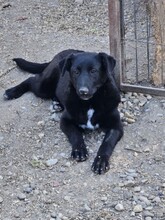 STELLA, Hund, Mischlingshund in Rumänien - Bild 6