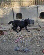 STELLA, Hund, Mischlingshund in Rumänien - Bild 7