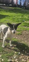TILDA, Hund, Mischlingshund in Rumänien - Bild 1