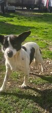 TILDA, Hund, Mischlingshund in Rumänien - Bild 2