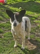 TILDA, Hund, Mischlingshund in Rumänien - Bild 4