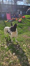 TILDA, Hund, Mischlingshund in Rumänien - Bild 5