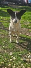 TILDA, Hund, Mischlingshund in Rumänien - Bild 7