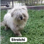 STROLCHI, Hund, Bichon Maltais in Rumänien - Bild 1