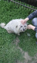 STROLCHI, Hund, Bichon Maltais in Rumänien - Bild 2