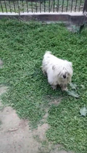 STROLCHI, Hund, Bichon Maltais in Rumänien - Bild 4