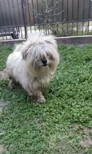 STROLCHI, Hund, Bichon Maltais in Rumänien - Bild 6