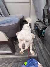 STROLCHI, Hund, Bichon Maltais in Rumänien - Bild 7