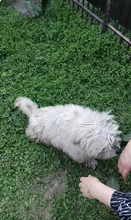 STROLCHI, Hund, Bichon Maltais in Rumänien - Bild 8