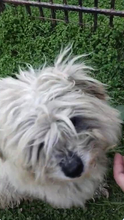 STROLCHI, Hund, Bichon Maltais in Rumänien - Bild 9