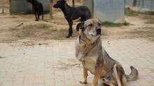 LUPU, Hund, Mischlingshund in Rumänien - Bild 2