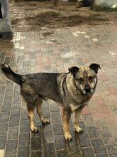 LUPU, Hund, Mischlingshund in Rumänien - Bild 3