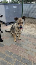 LUPU, Hund, Mischlingshund in Rumänien - Bild 4