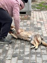 LUPU, Hund, Mischlingshund in Rumänien - Bild 5