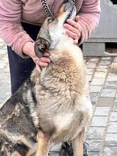 LUPU, Hund, Mischlingshund in Rumänien - Bild 6
