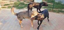 LUPU, Hund, Mischlingshund in Rumänien - Bild 7