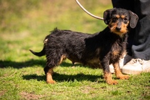 MUNA, Hund, Dackel-Terrier-Mix in Ungarn - Bild 1