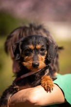 MUNA, Hund, Dackel-Terrier-Mix in Ungarn - Bild 8