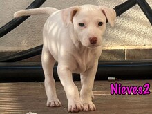NIEVES2, Hund, Podenco-Bodeguero-Mix in Spanien - Bild 1