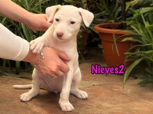 NIEVES2, Hund, Podenco-Bodeguero-Mix in Spanien - Bild 2