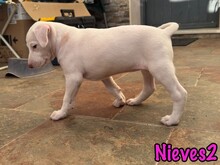 NIEVES2, Hund, Podenco-Bodeguero-Mix in Spanien - Bild 3