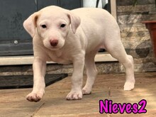 NIEVES2, Hund, Podenco-Bodeguero-Mix in Spanien - Bild 4