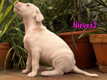 NIEVES2, Hund, Podenco-Bodeguero-Mix in Spanien - Bild 5