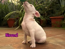 NIEVES2, Hund, Podenco-Bodeguero-Mix in Spanien - Bild 6